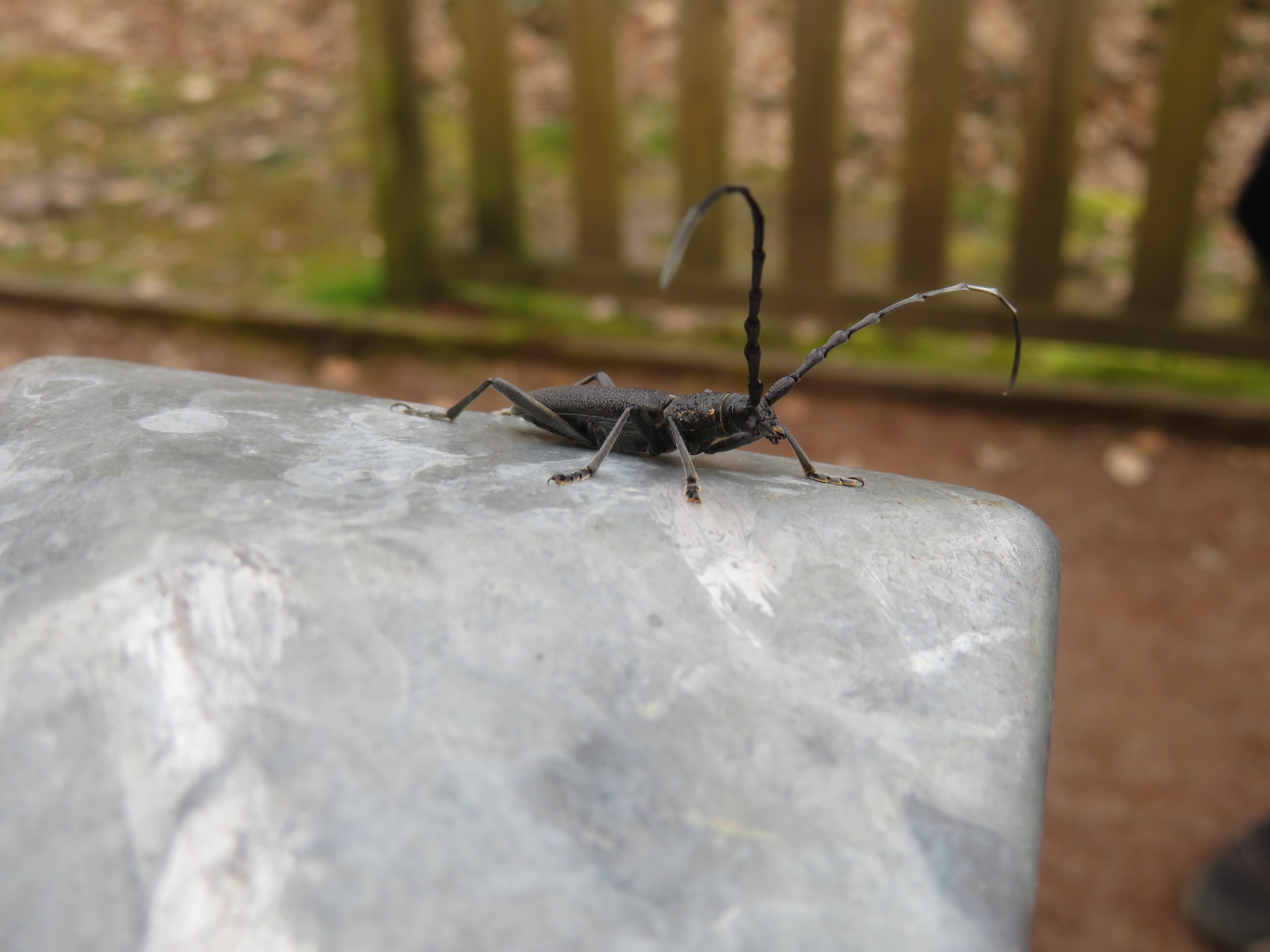 À la découverte des petites bêtes
