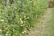 Verte Campagne - producteur - Le Bouchage - Balcons du Dauphiné