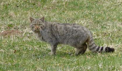 Un chat dans le marais ?_Ceyzérieu