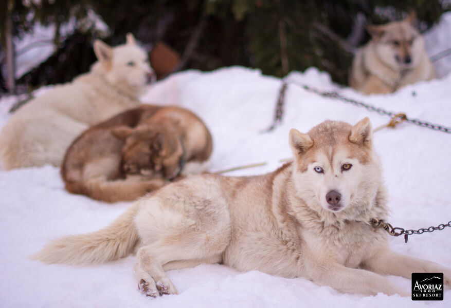 L'aventure en Traineau
