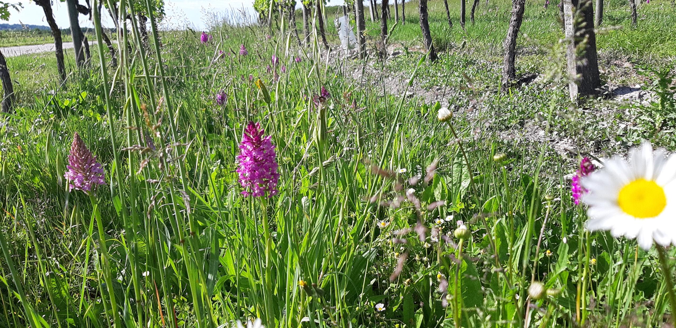 Fête de la Nature à Jonzac