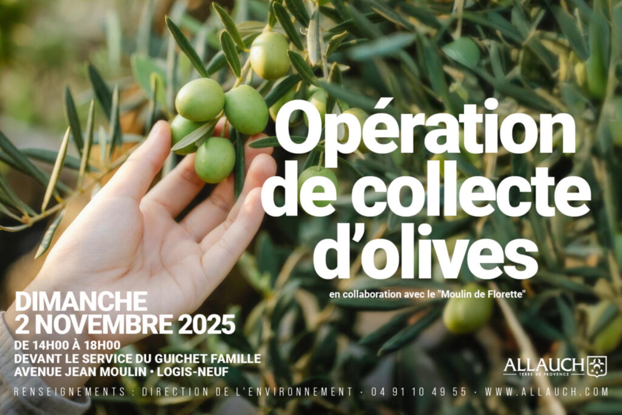 Collecte d'olives