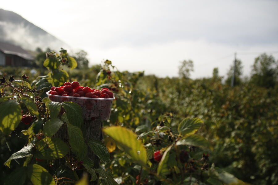 Au Millieu des fruits du Bugey