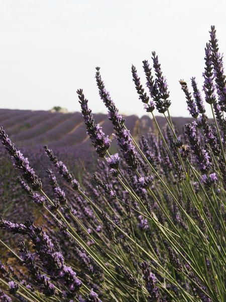 Itinéraire pédestre 