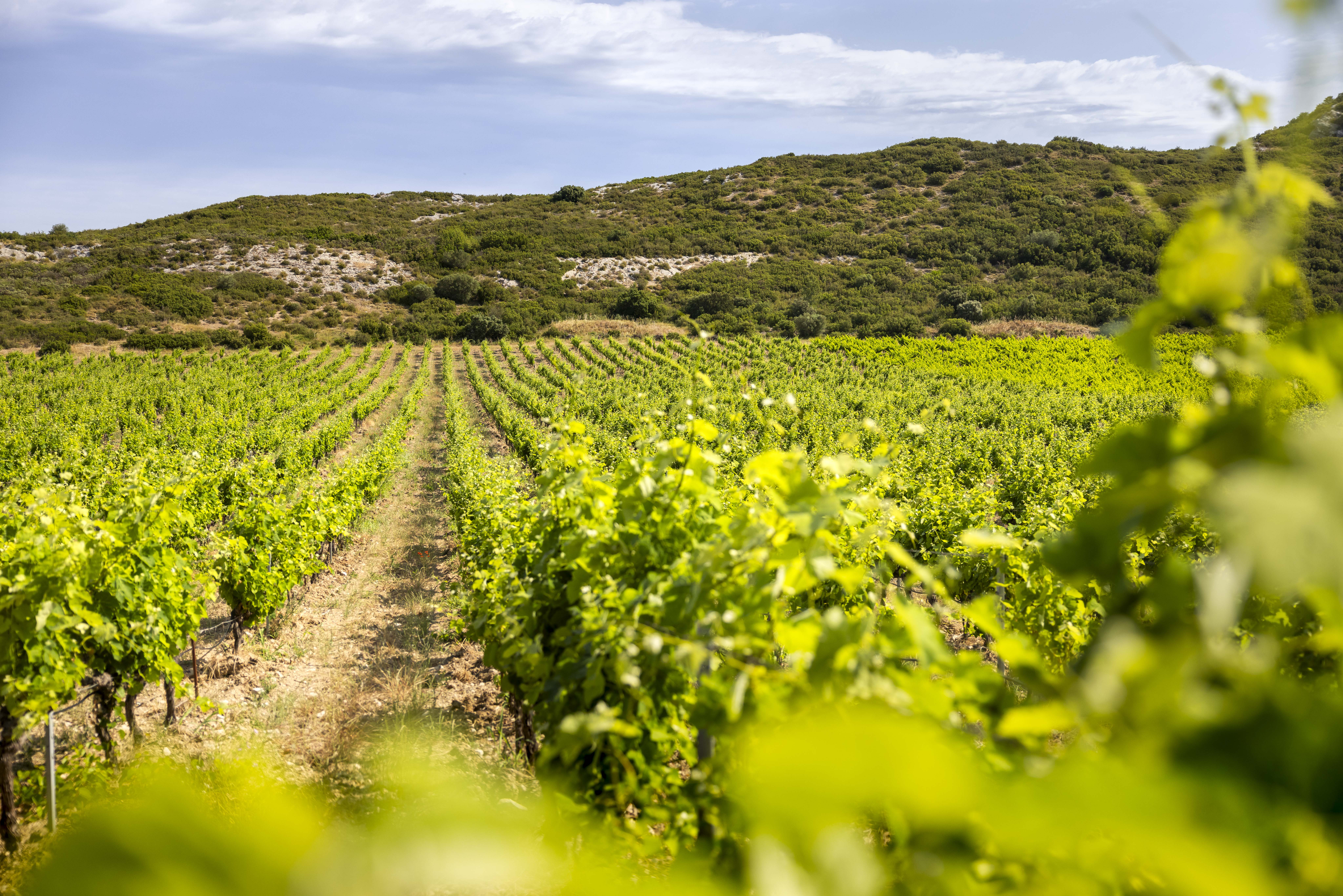 Domaine la Cadenière - photo 5
