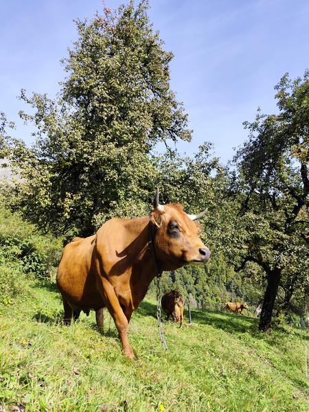 Ferme de l'Abérieux_Cordon