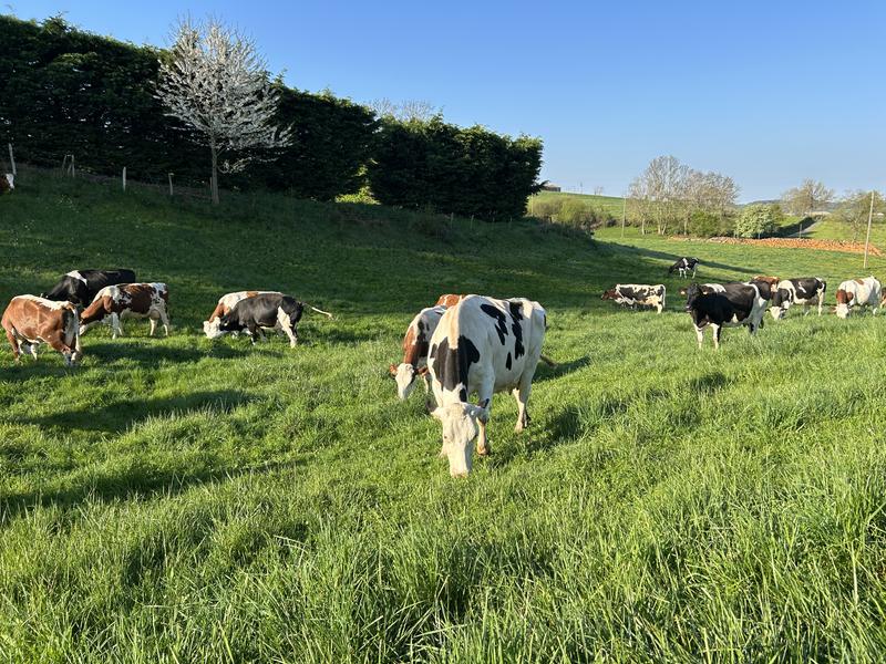 Nos jolies pensionnaires