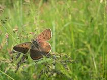 Vallée-Rhône-animation-nature-papillon