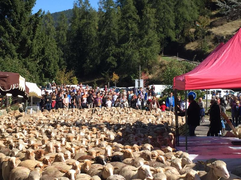 La transhumance