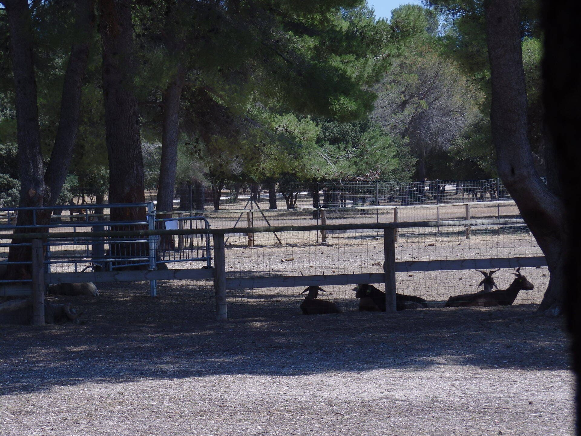 Grand Parc de Figuerolles - Paul Lombard