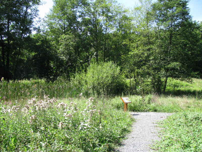 Chemin en plein nature