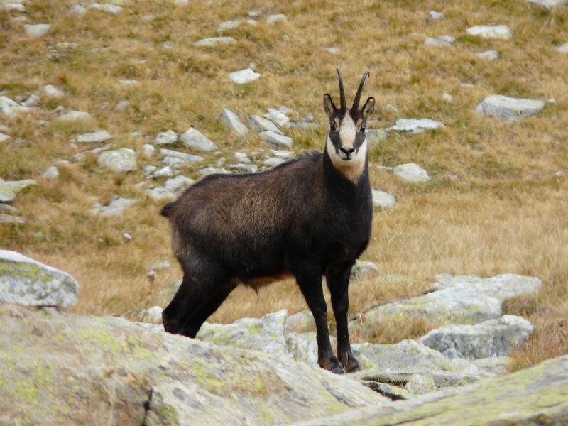 Chamois randonnées les Karellis