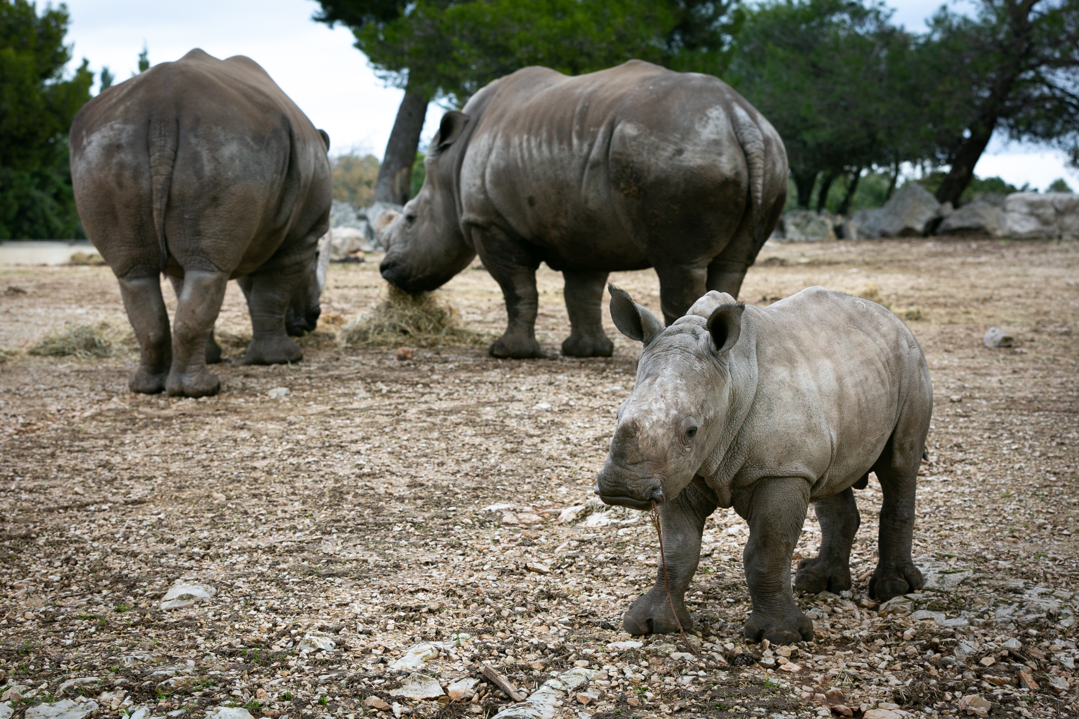 Parc Animalier de La Barben, La Barben - photo 5