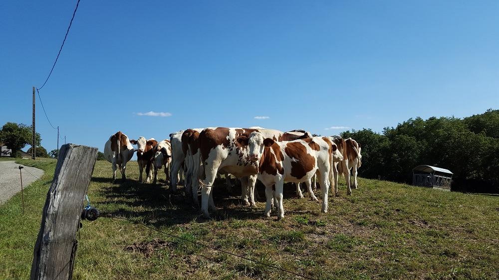La ferme de la Grange du Haut_Saint-Antoine-l'Abbaye