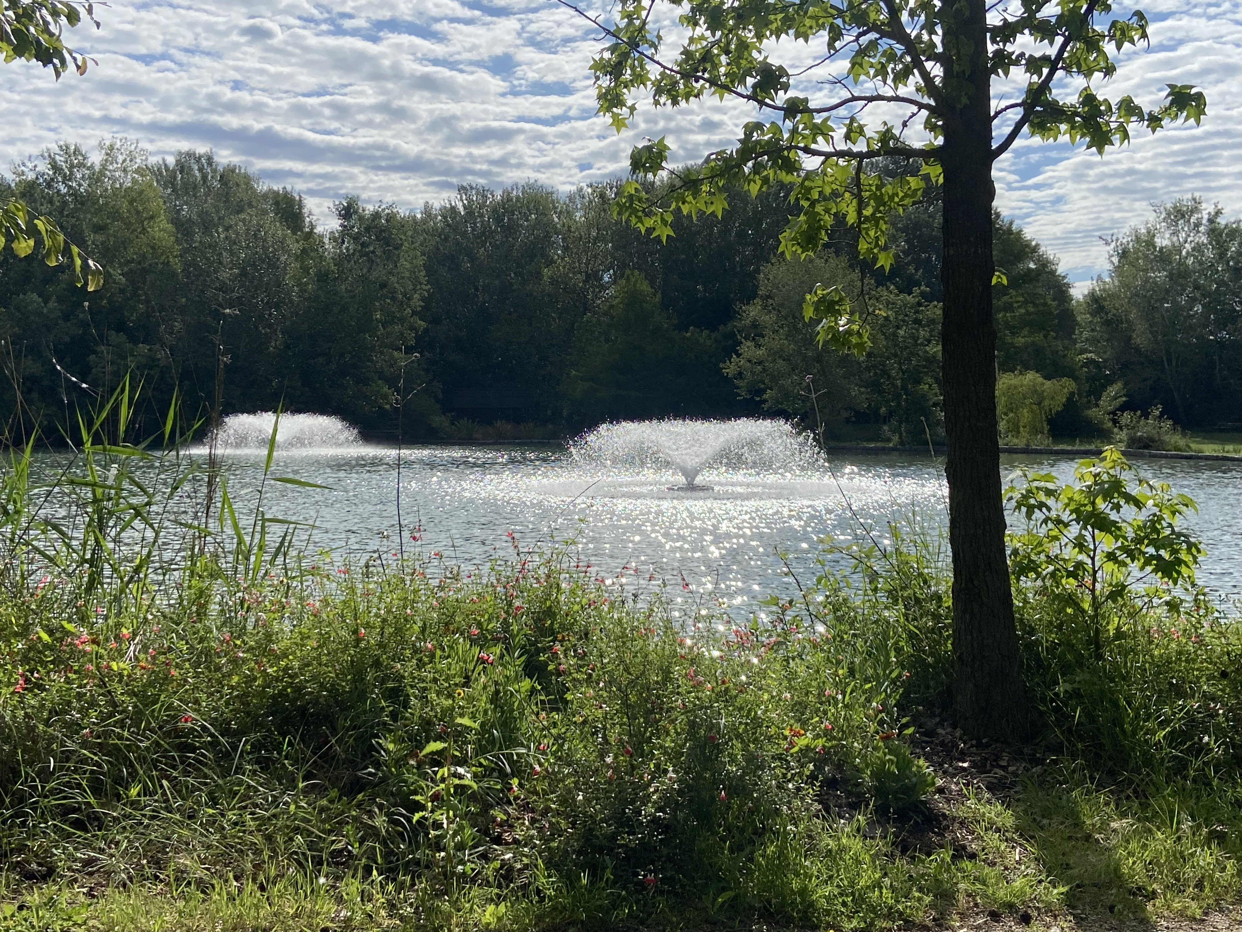 Le jardin de Gaston - photo 4