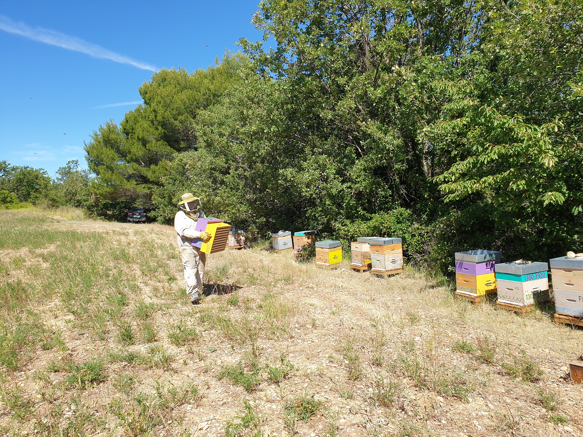 Les Abeilles de la Lisette — photo 3