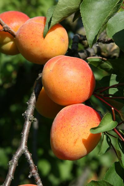 Voyage au cœur de l’abricot – Expérience Maison Gobert