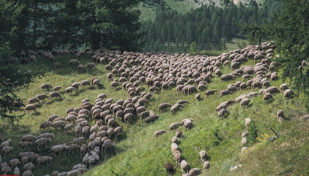 Exposition - De la plaine à la montagne, suivons les bergers