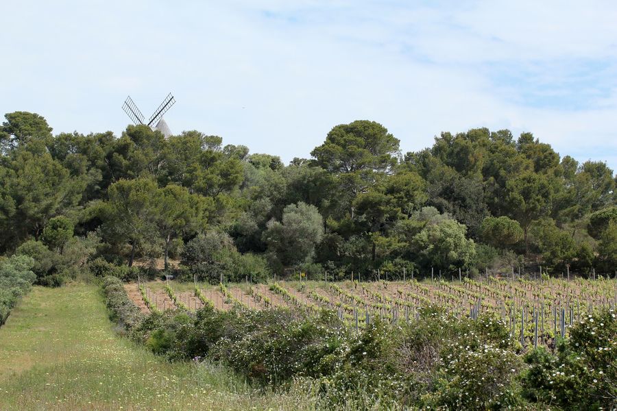 Paysage typique de Porquerolles