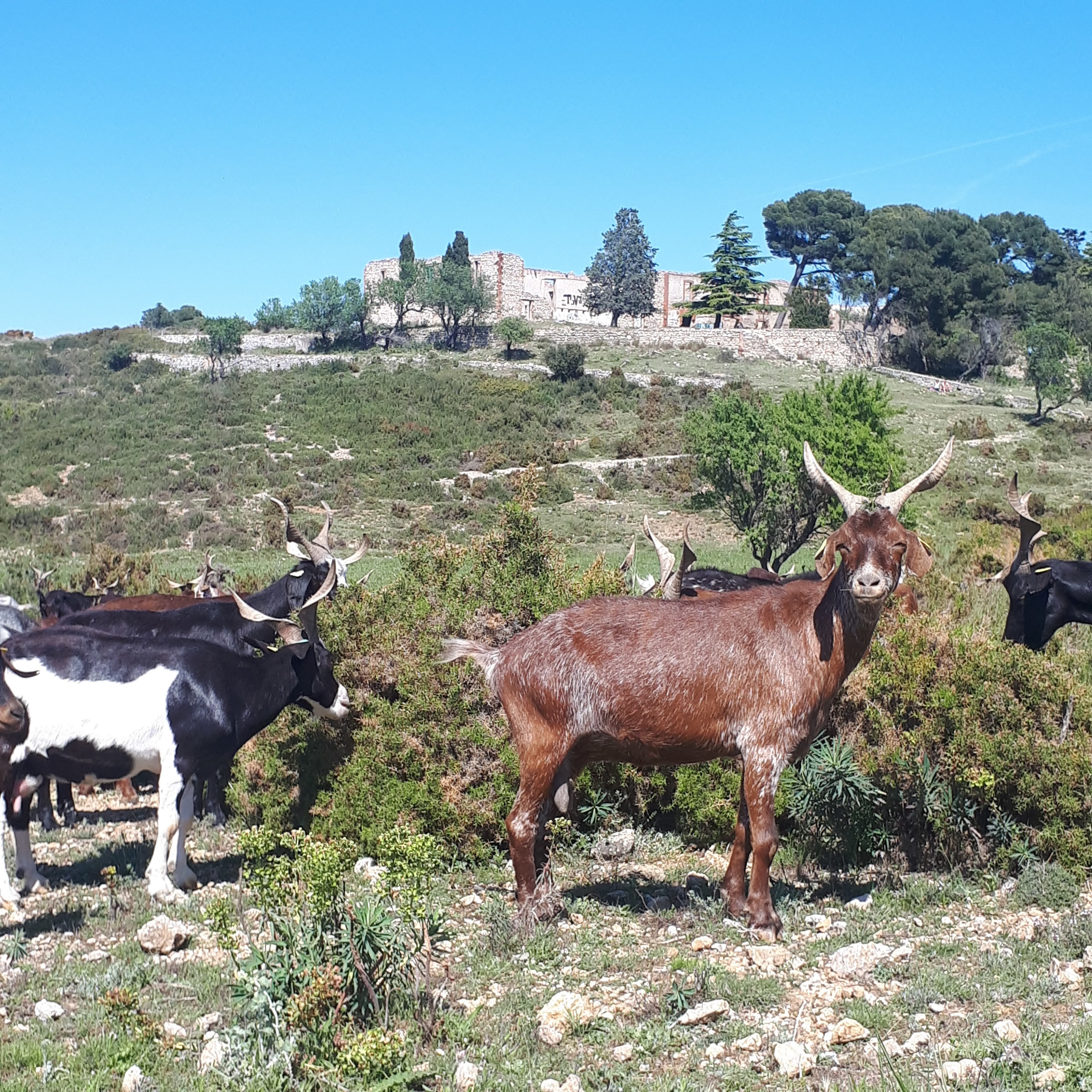 Randonnée découverte colline de la Nerthe - photo 2