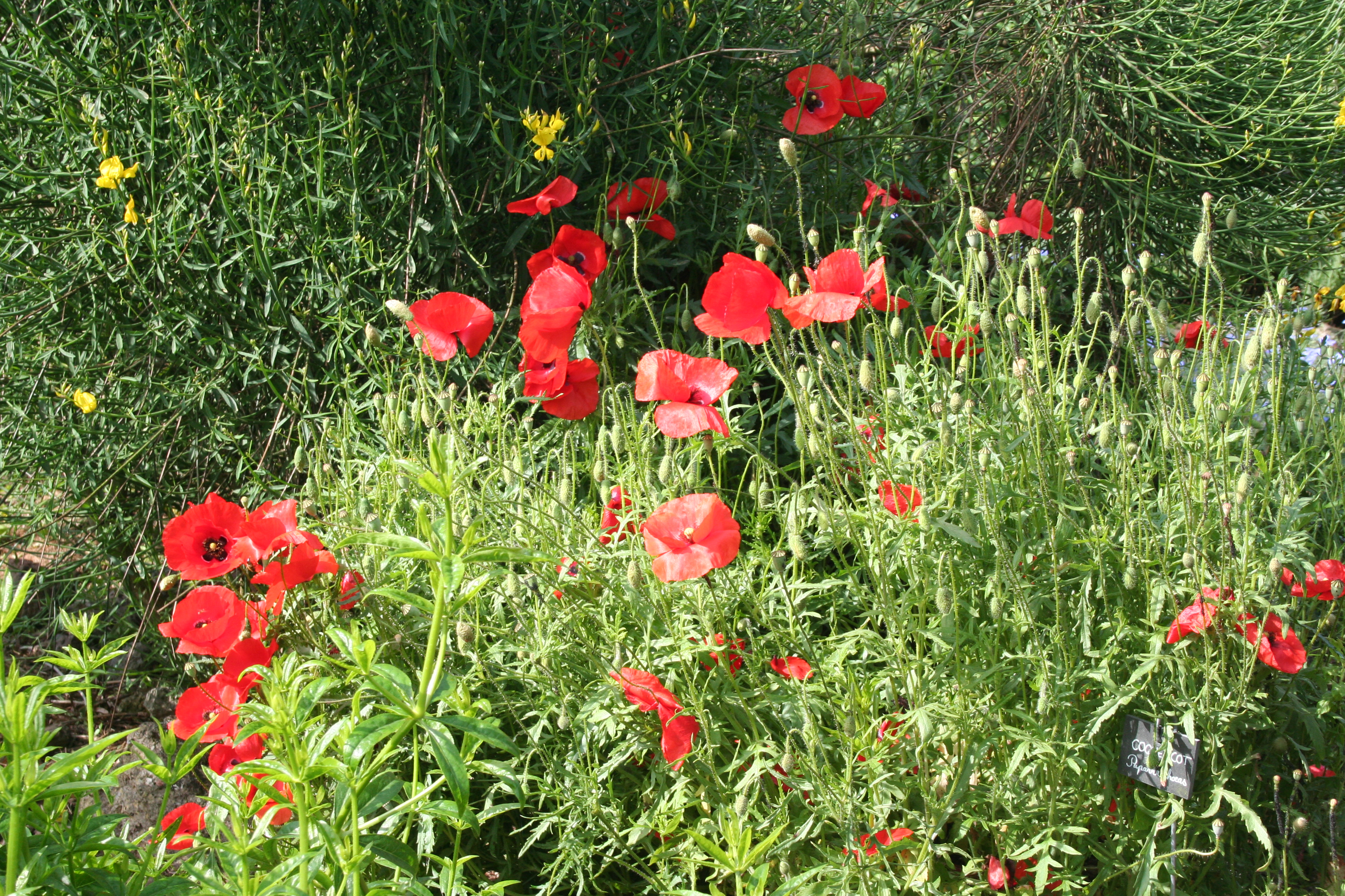 Cassinomagus - Rendez-vous au Jardin