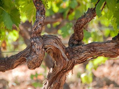 Château Grand Boise