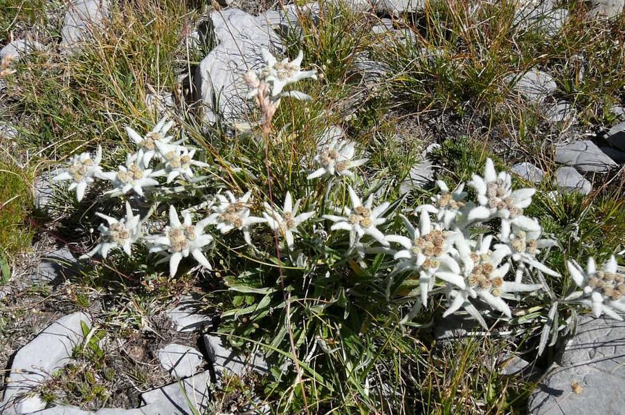 UNE FLORE TYPIQUE DES ALPES DU SUD