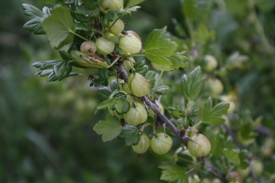 Au Millieu des fruits du Bugey