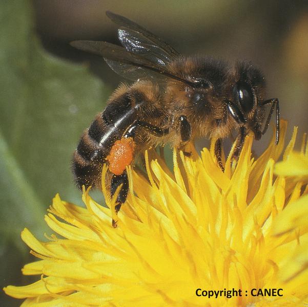 Miellerie Conservatoire de l'Abeille Noire des Combrailles