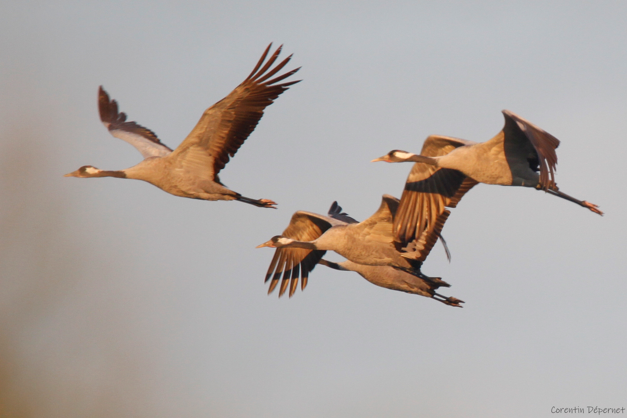 Grue-cendreeÂ©Corentin-DEPERNET (2)