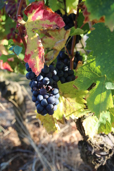 Domaine de Champ-Fleury