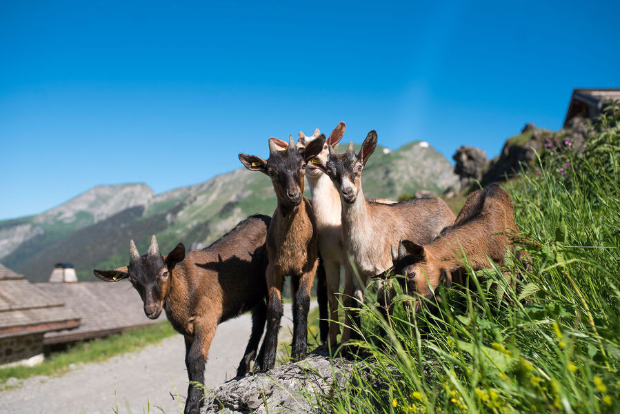 Les chèvres des Lindarets