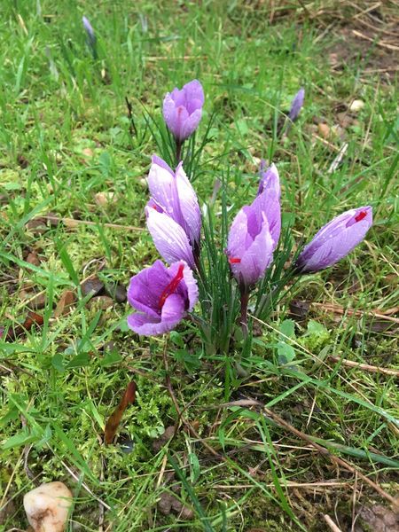 Le Safran de la Dombes à Faramans