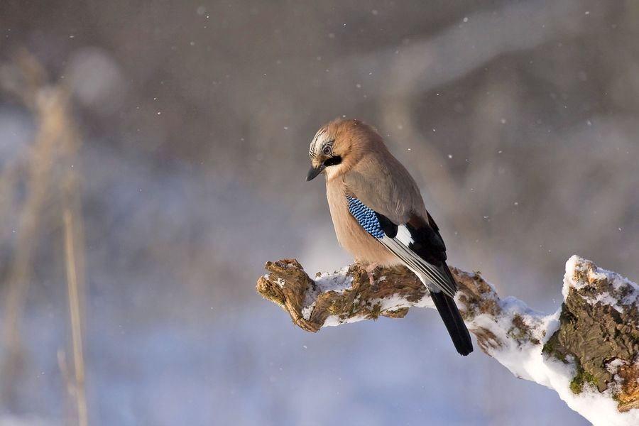 Oiseaux des jardins d'hiver