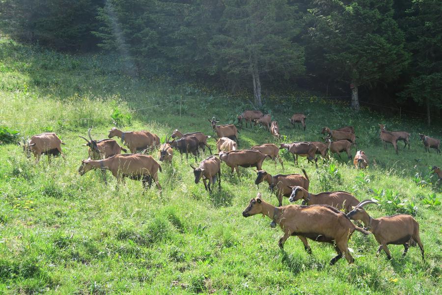 Alpage de Tréchauffé_La Forclaz