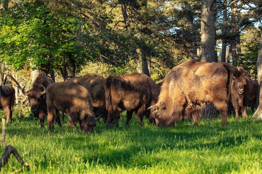 Réserve des Monts d'Azur