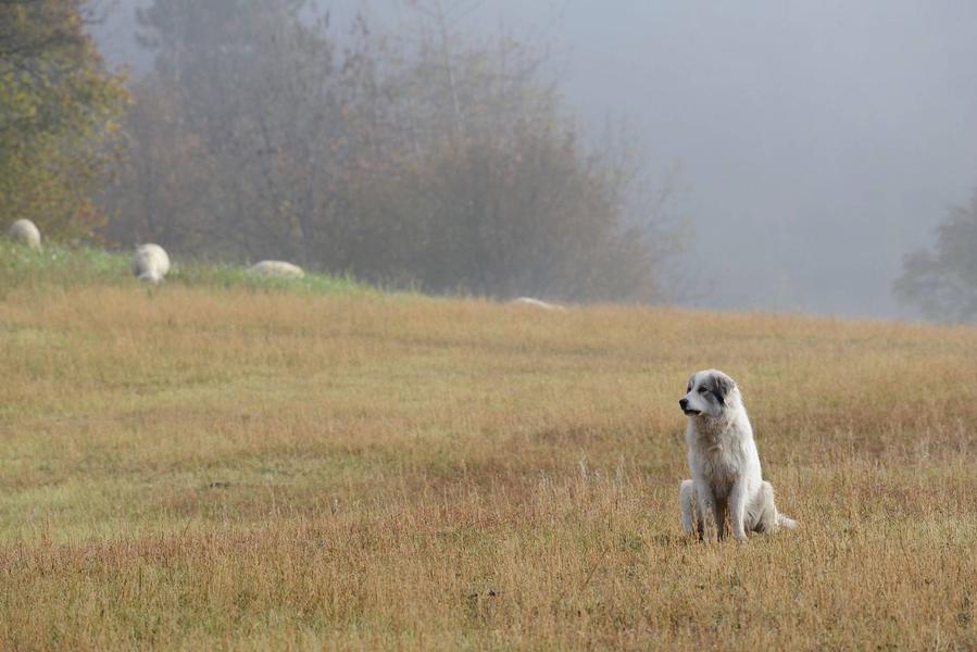 Rdv avec le Parc national : les chiens de protection