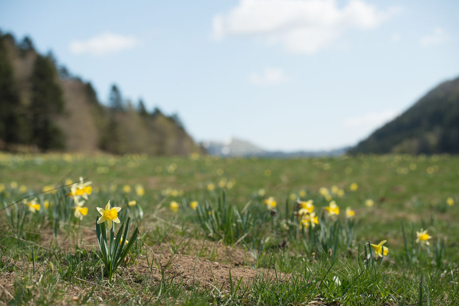 Jonquilles de Sur-Lyand