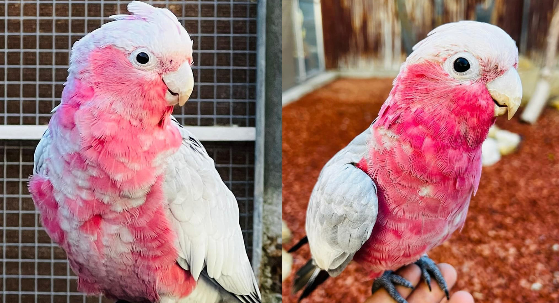 Parc Animalier - L'Arche de Méo, Mollégès - photo 10