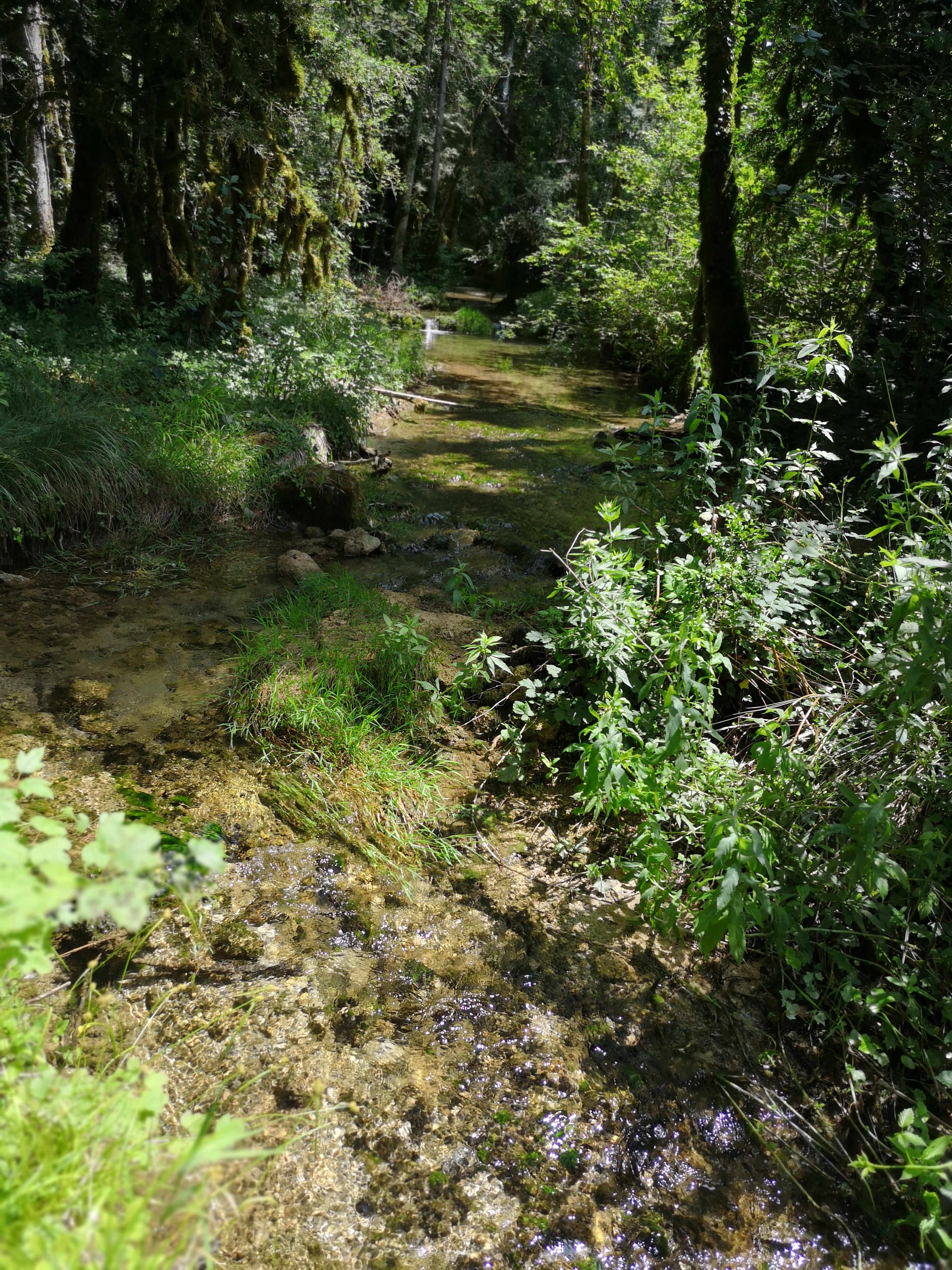 Le petit trail de la forêt du Chatelard - Parcours de trail n°11