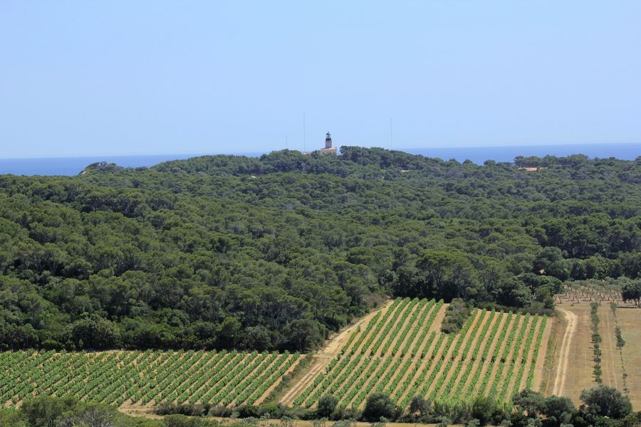 Contraste entre vignobles et forêt