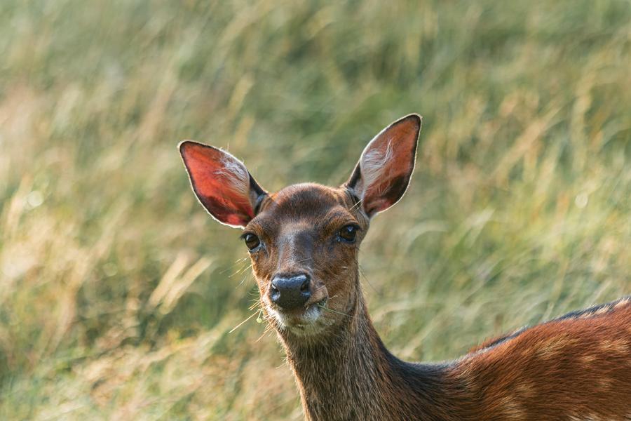 Service groupe scolaires et centres de vacances
