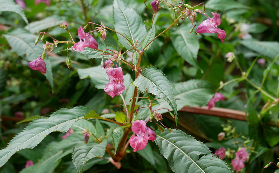Fête de la nature : Expo-balade à la découverte des belles envahissantes