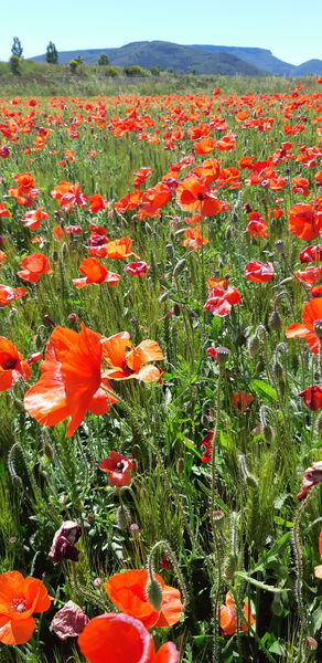 Roue Libre - Saint Maximin la Sainte Baume