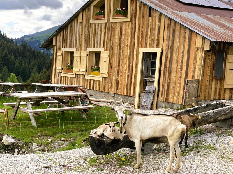 A short culinary stroll through the mountain pastures_Les Gets