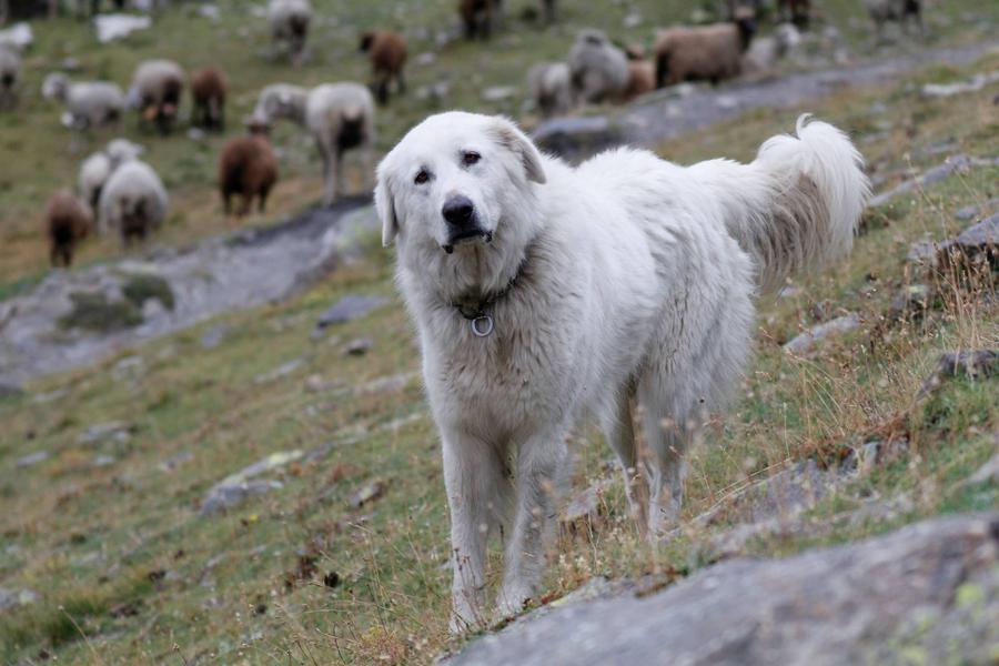 Rdv avec le Parc national des Ecrins : les chiens de protection