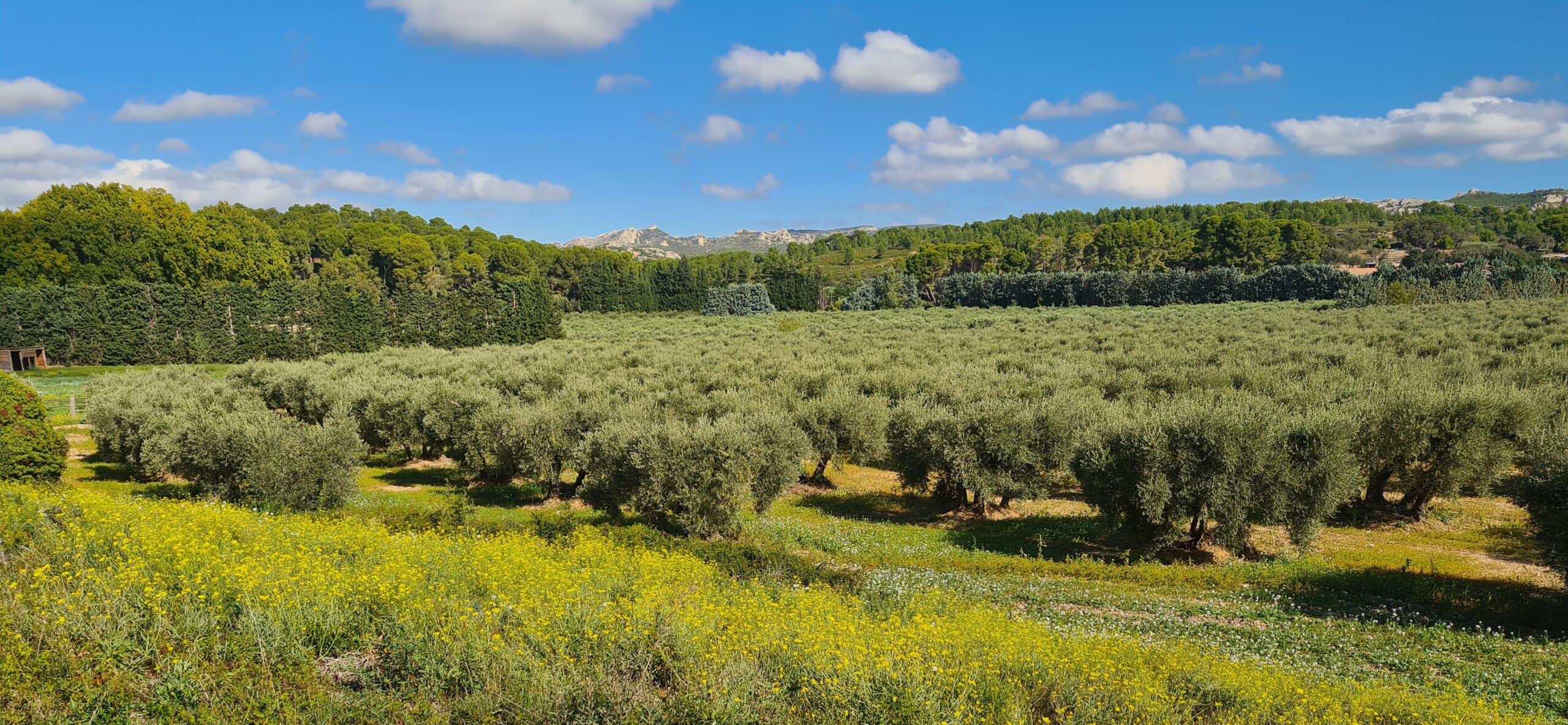 Domaine de l’Oben – Olives et Huiles Raymond Gonfond - photo 3