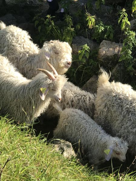 Mohair d'Ardèche Troupeau