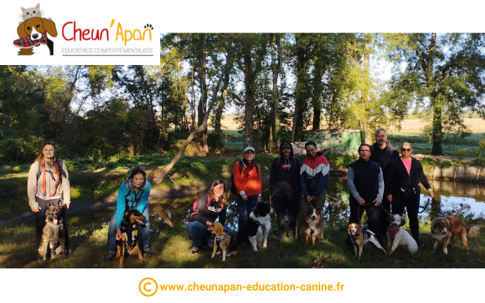 Formation Premiers secours canin et félin - Cheun'Apan