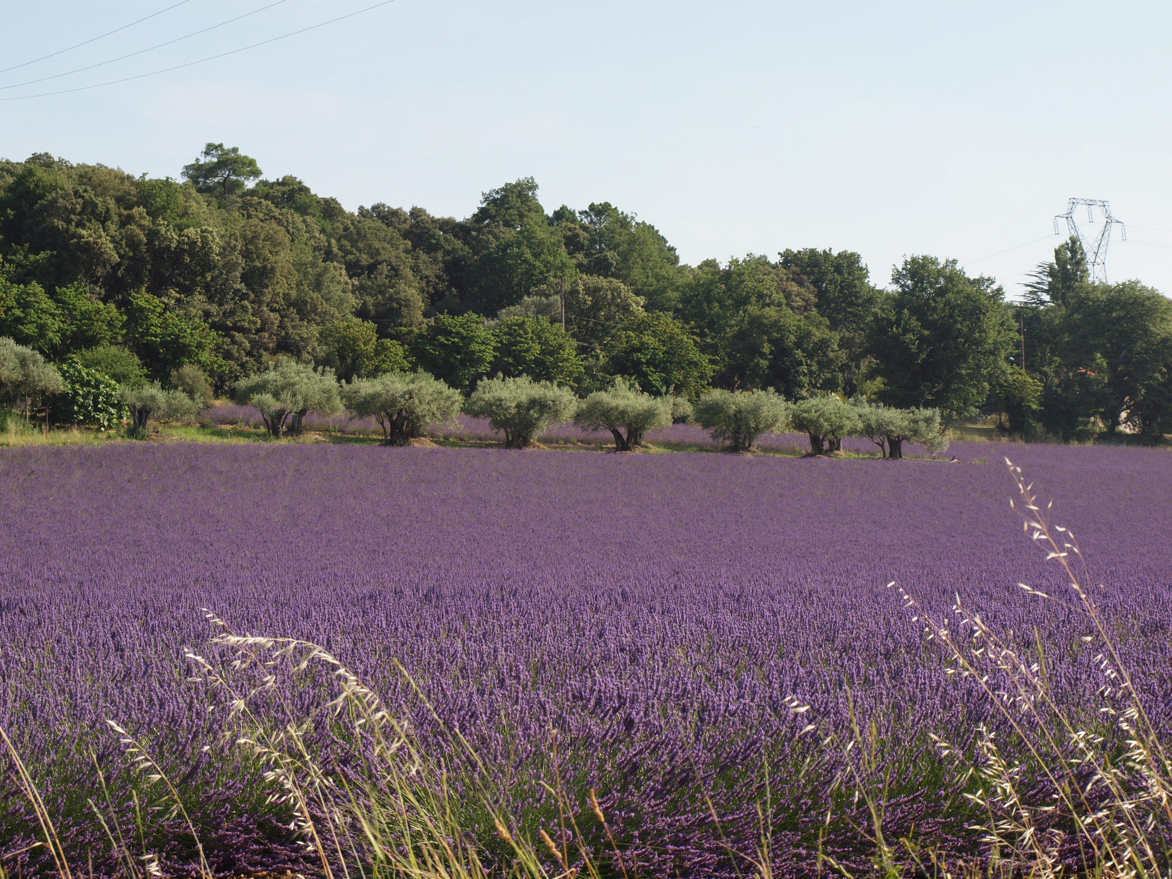 champ de lavande fleur